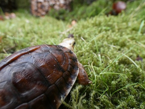 Scharnierschildkröte
